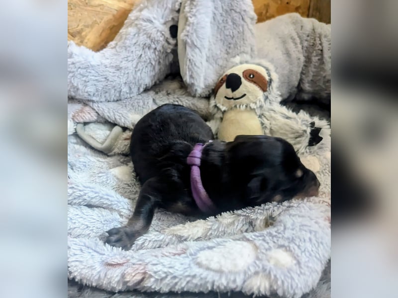 Rottweiler Hündin Lila RESERVIERT