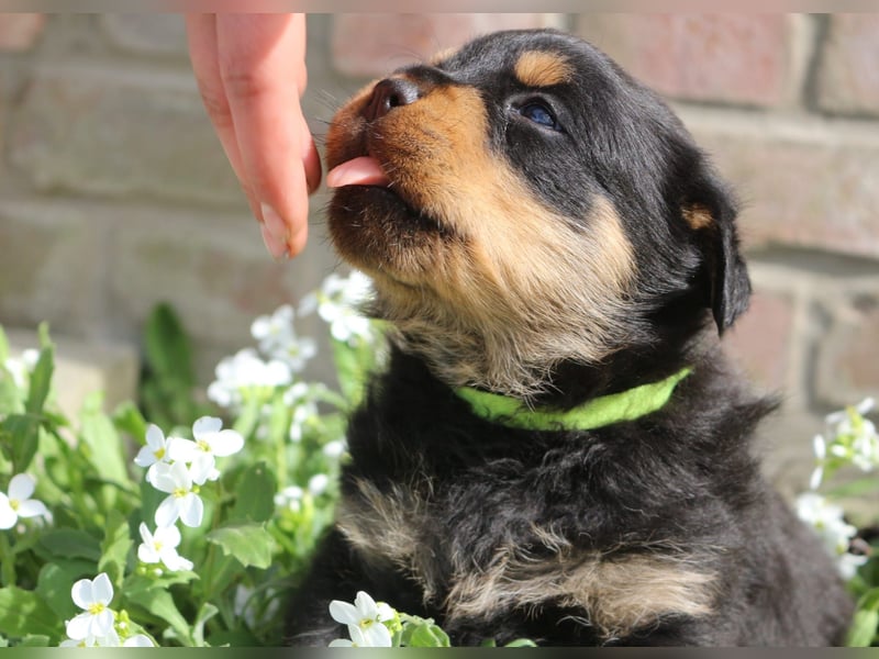 Rottweiler Welpen vom 21.03.2025