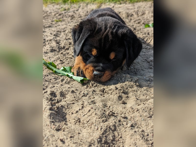 Rottweiler Welpen vom 21.03.2025