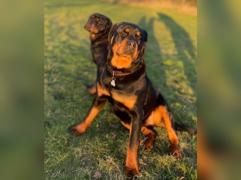 Rottweiler Welpen vom 21.03.2025