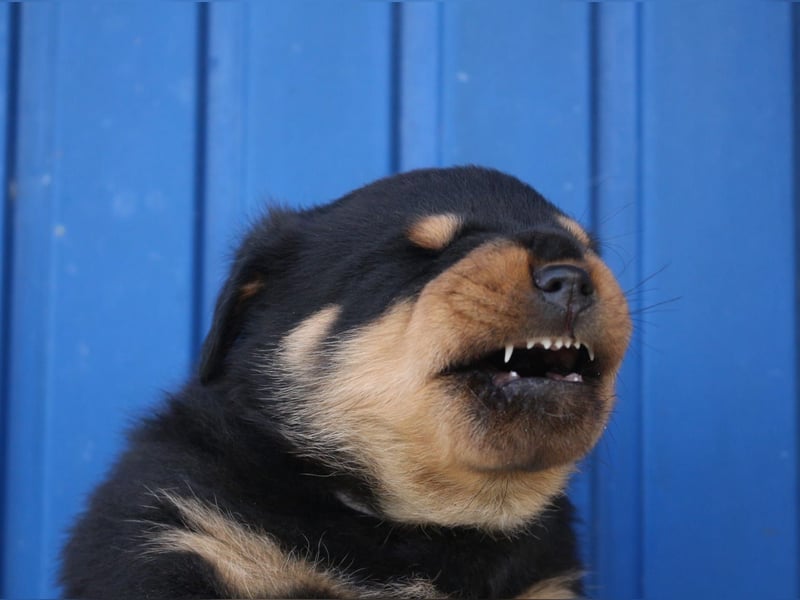 Rottweiler Welpen vom 21.03.2025