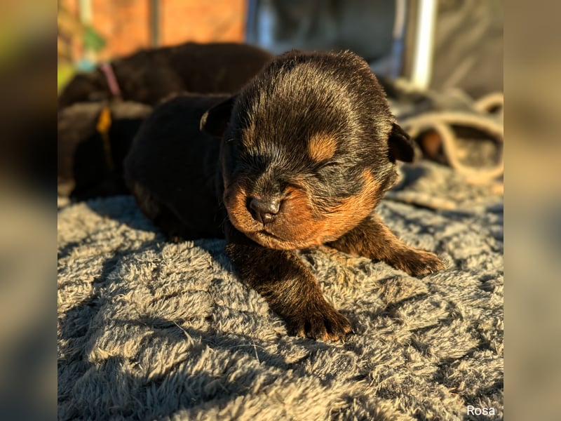 Rottweiler Hündin Rosa RESERVIERT