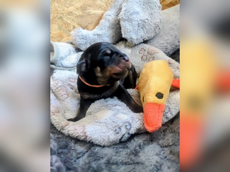 Rottweiler Hündin Orange RESERVIERT