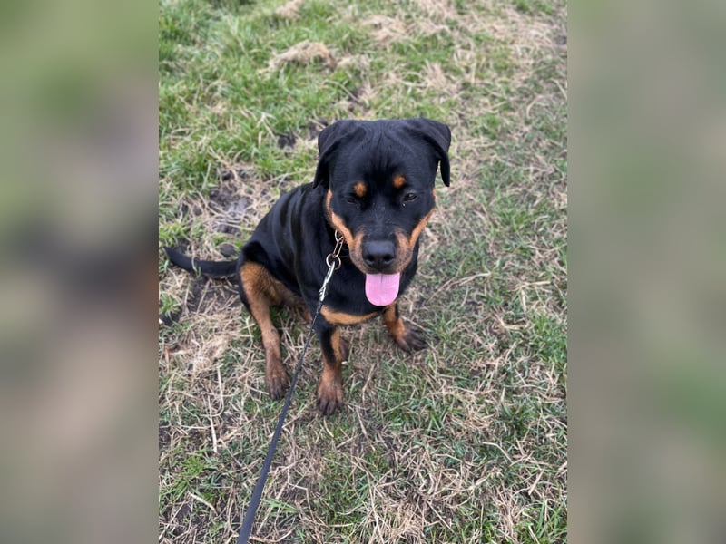 Rotti Dame sucht ein zuhause
