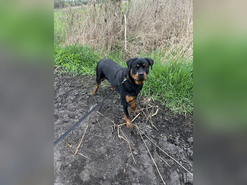Rotti Dame sucht ein zuhause