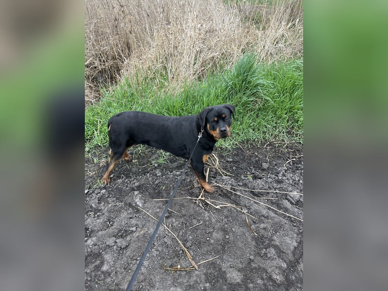 Rotti Dame sucht ein zuhause