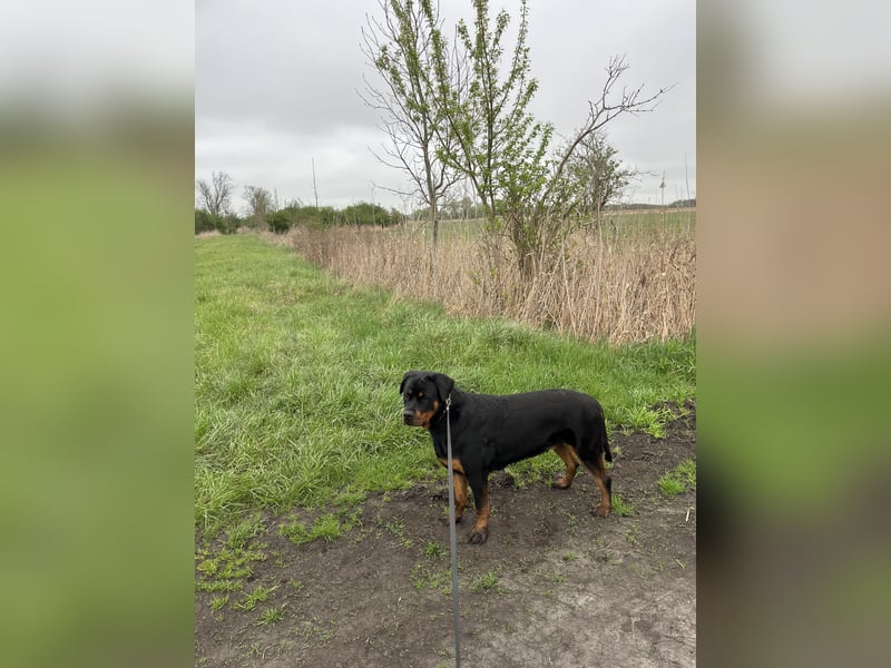 Rotti Dame sucht ein zuhause