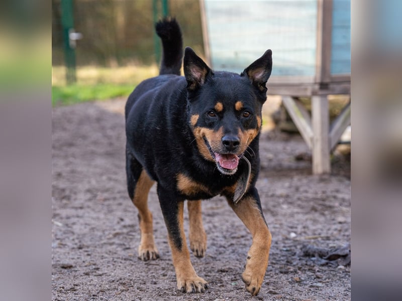 CHEWIE, Rottweiler Mix, geb. 10/2016