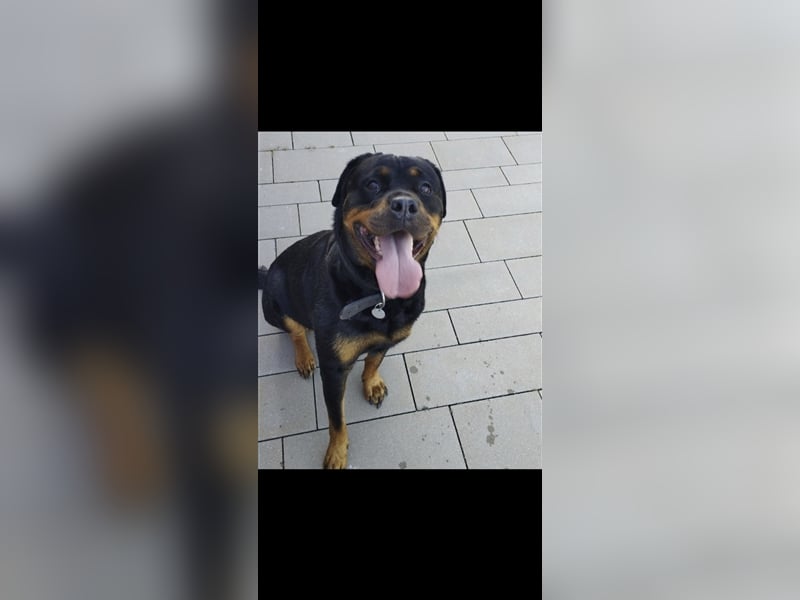 Rottweiler