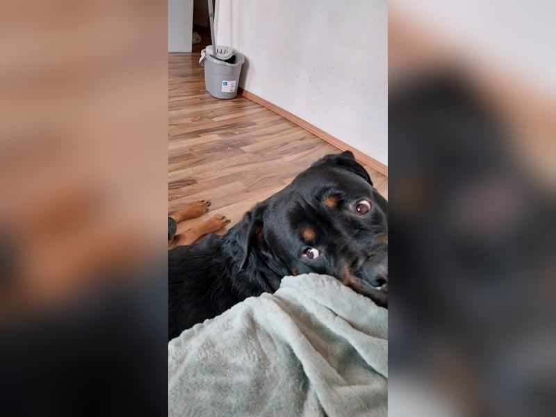 Rotti Mädchen