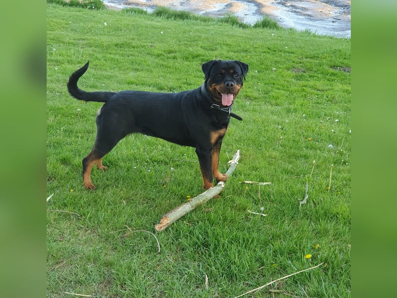 Rottweiler