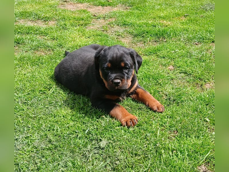 Rottweilerhündin mit ADRK Papieren
