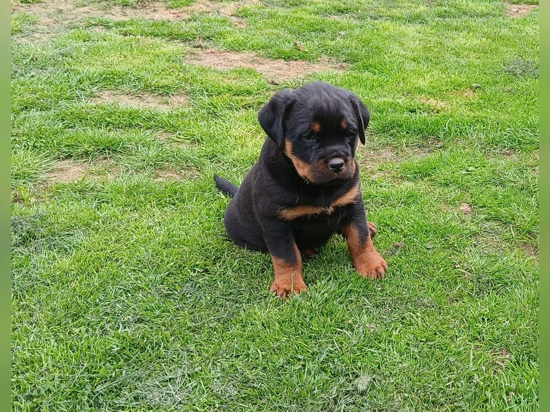 Rottweilerhündin mit ADRK Papieren
