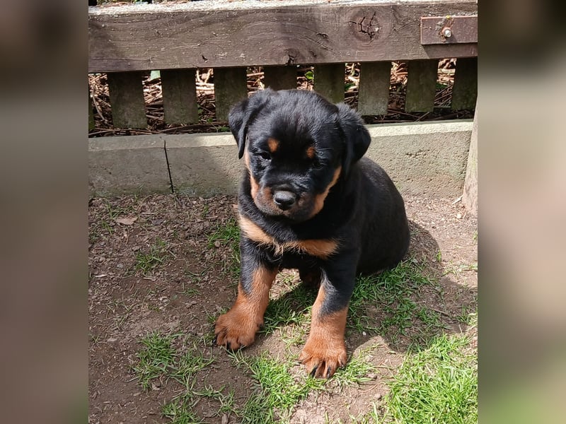 Rottweilerhündin mit ADRK Papieren