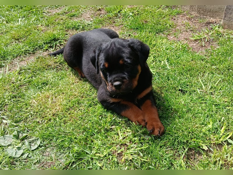 Rottweilerhündin mit ADRK Papieren