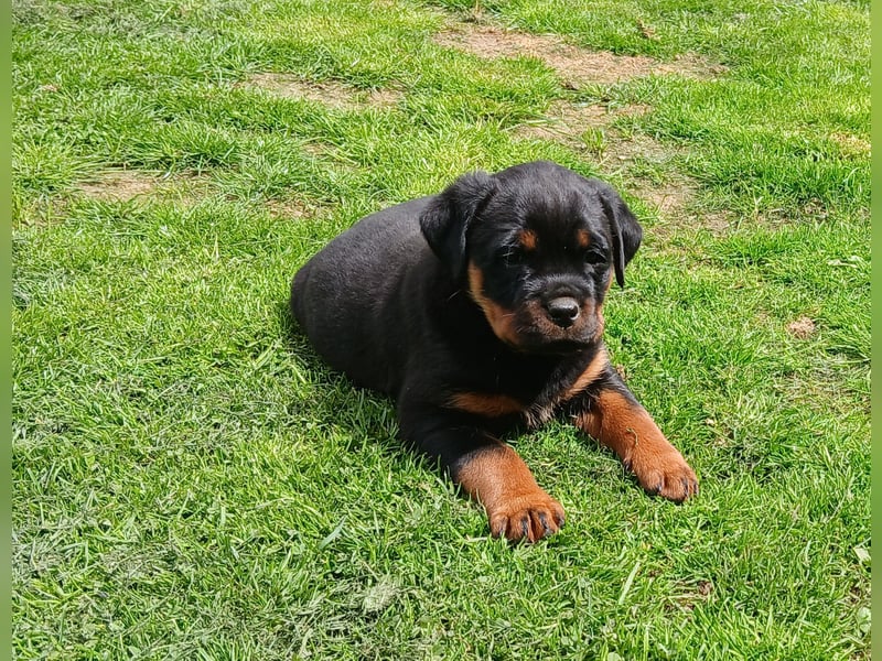 Rottweilerhündin mit ADRK Papieren