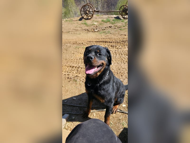 Rottweiler