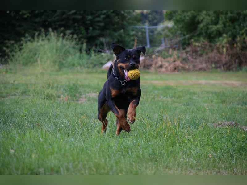 ADRK Rottweiler Hündin