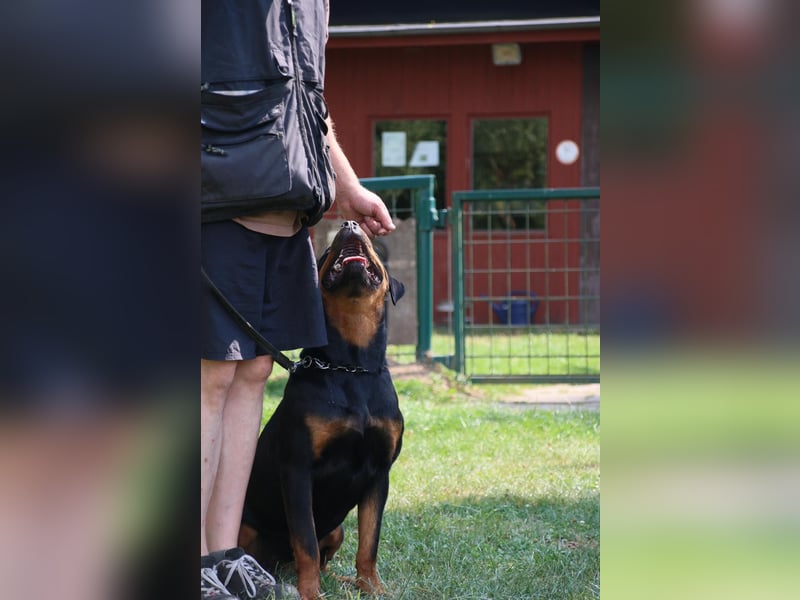 ADRK Rottweiler Hündin