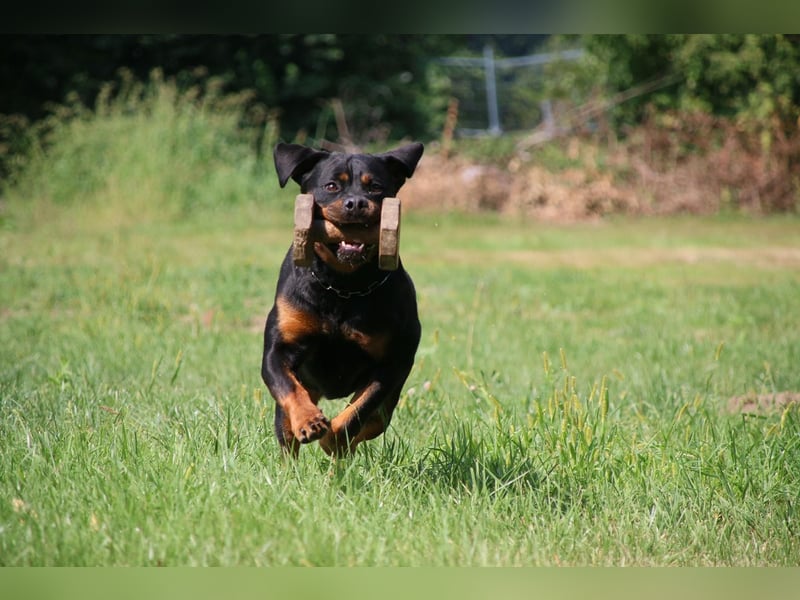 ADRK Rottweiler Hündin