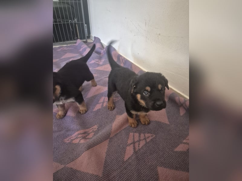 Rottweiler Schäferhund Mischling
