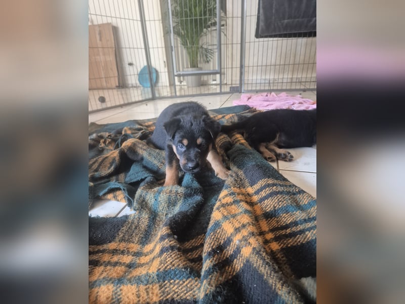 Rottweiler Schäferhund Mischling