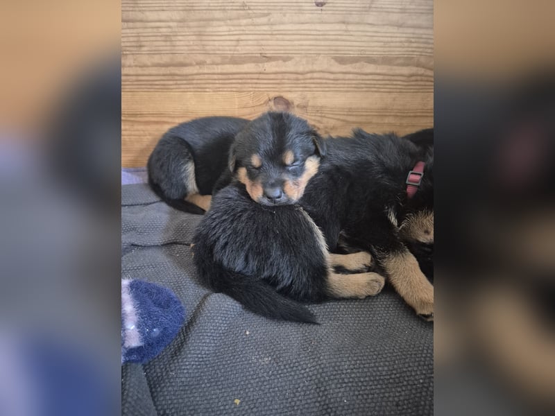 Rottweiler Schäferhund Mischling