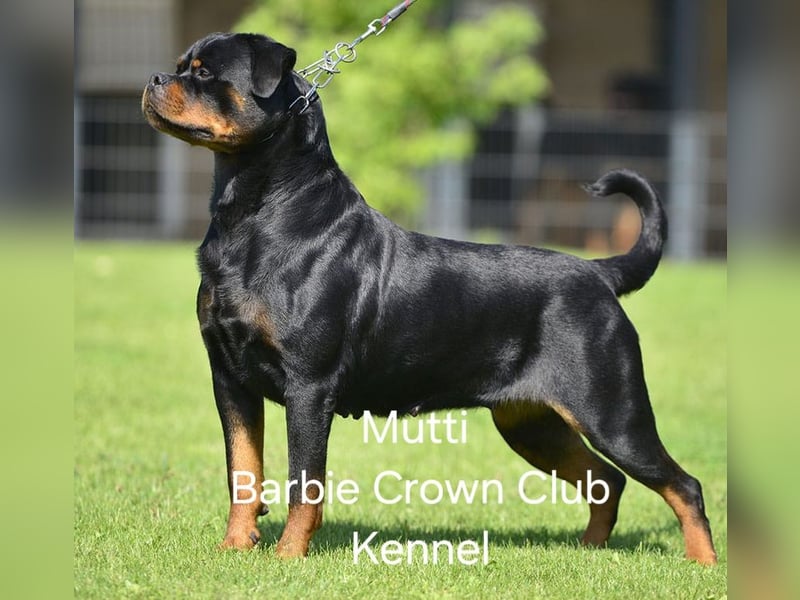 Rottweiler Welpe Geb. 15.04