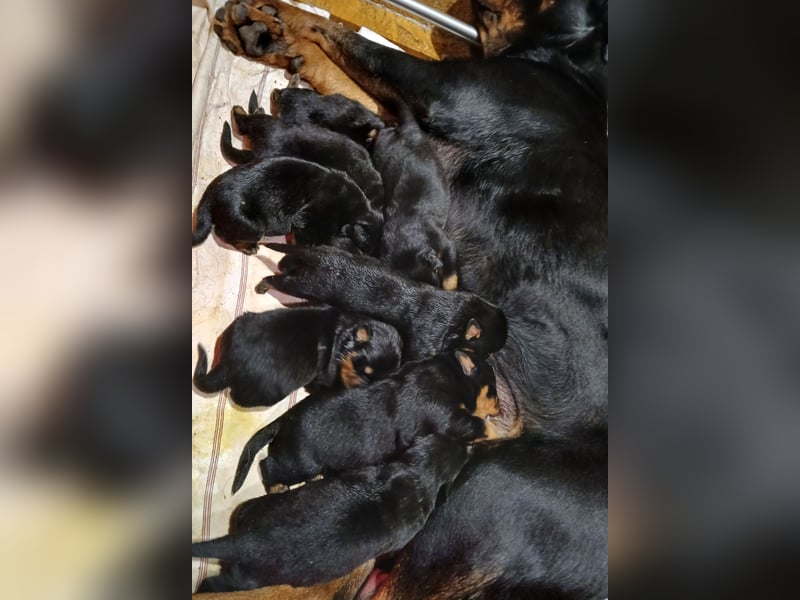 Rottweiler Welpe Geb. 15.04