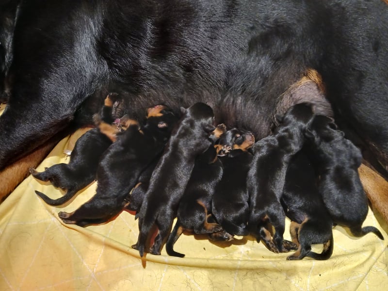 Rottweiler Welpe Geb. 15.04