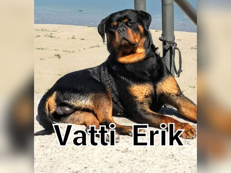 Rottweiler Welpe Geb. 15.04