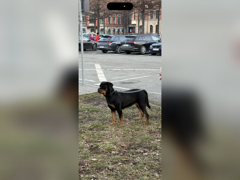 Rottweiler Hündin abzugeben