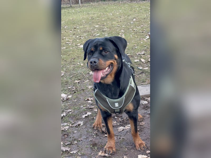 Rottweiler Hündin abzugeben