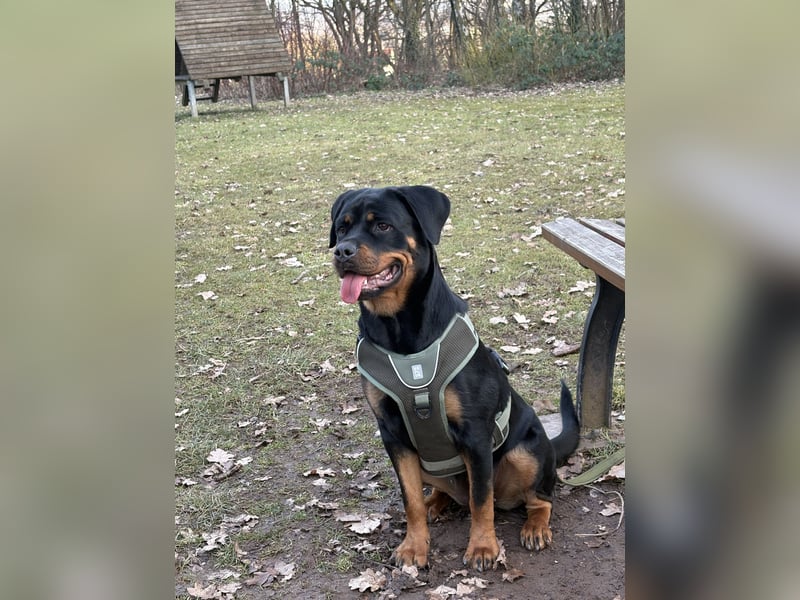 Rottweiler Hündin abzugeben