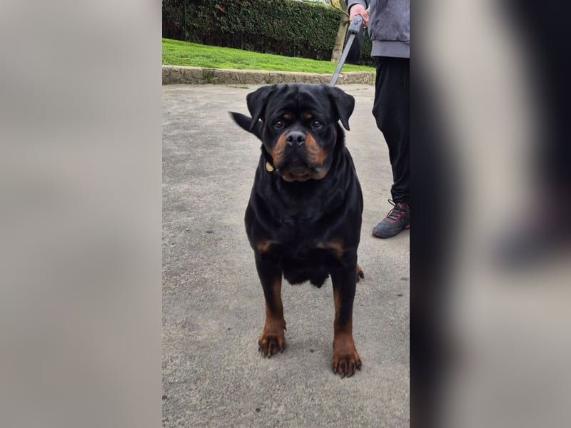 Rottweilerwelpen aus Topverpaarung zu verkaufen