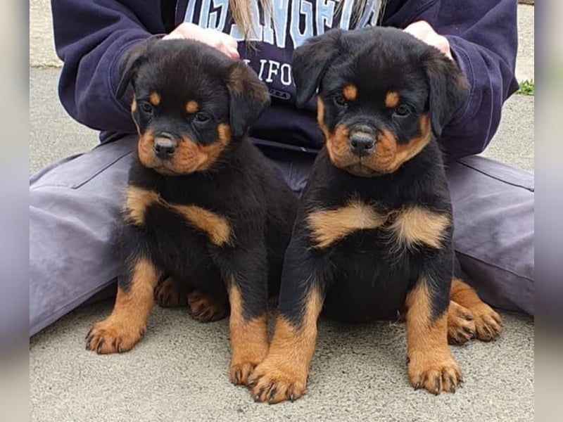 Rottweilerwelpen aus Topverpaarung zu verkaufen