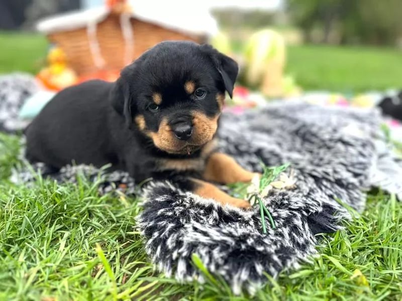 ADRK Rottweiler Welpen