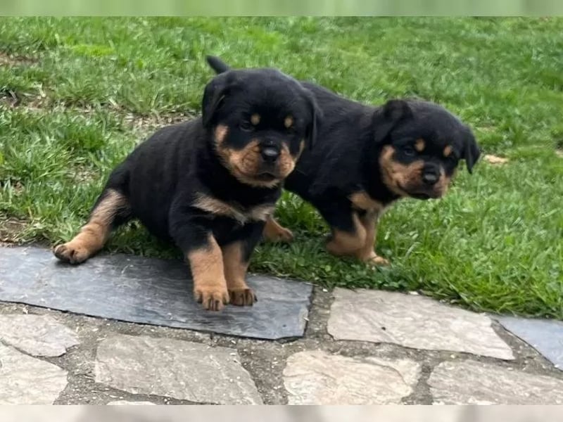 ADRK Rottweiler Welpen