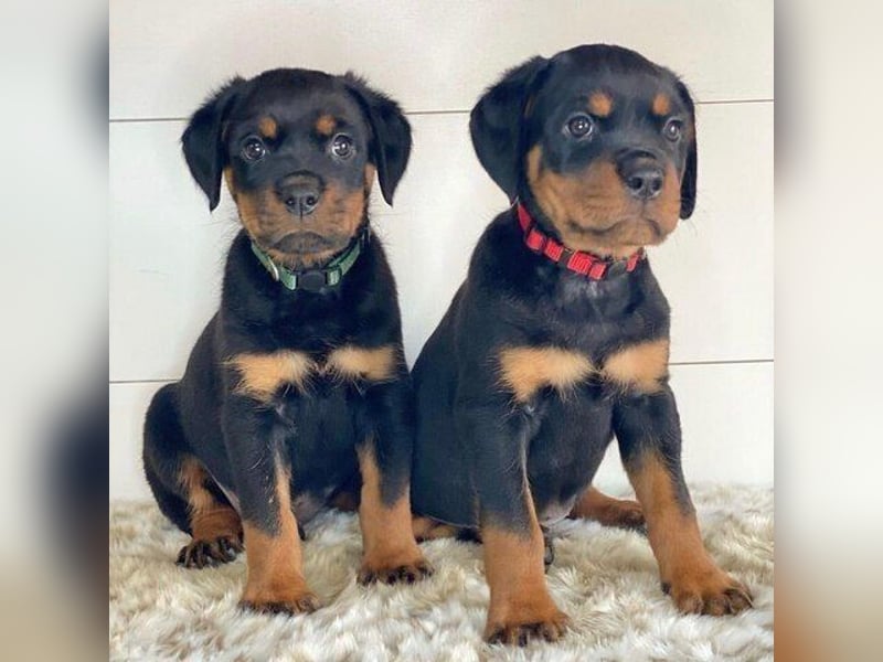 ROTTWEILER-WELPEN