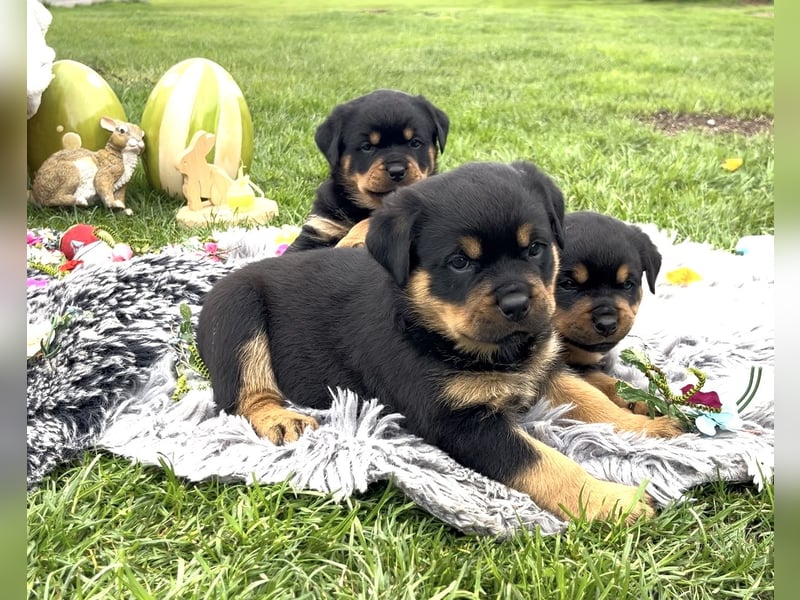 ADRK Rottweiler Welpen