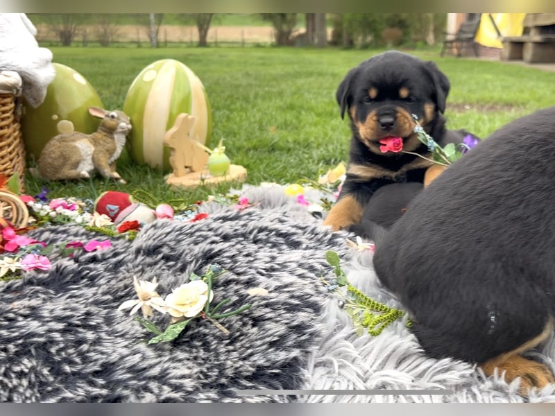 ADRK Rottweiler Welpen