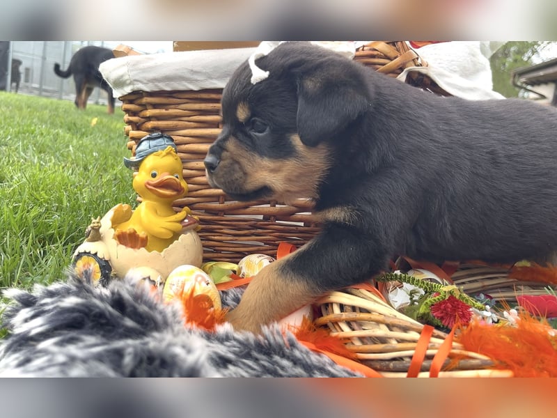 ADRK Rottweiler Welpen