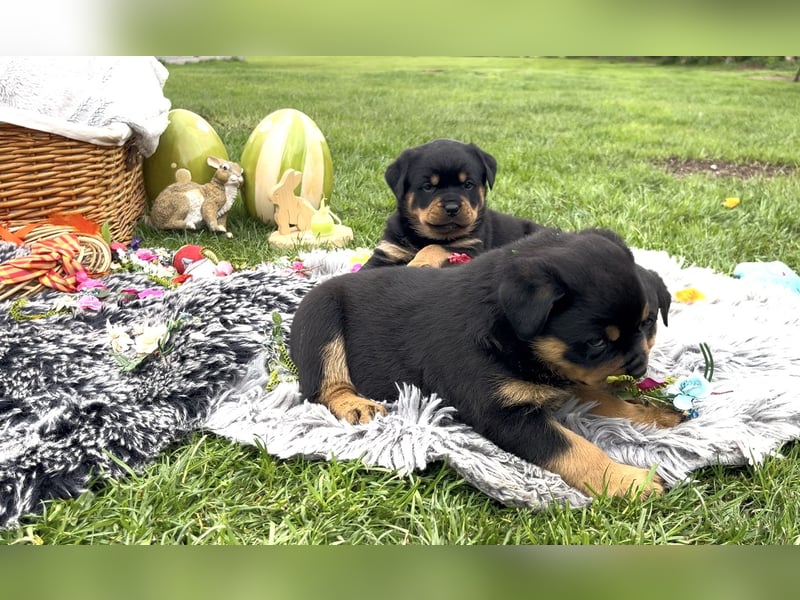 ADRK Rottweiler Welpen