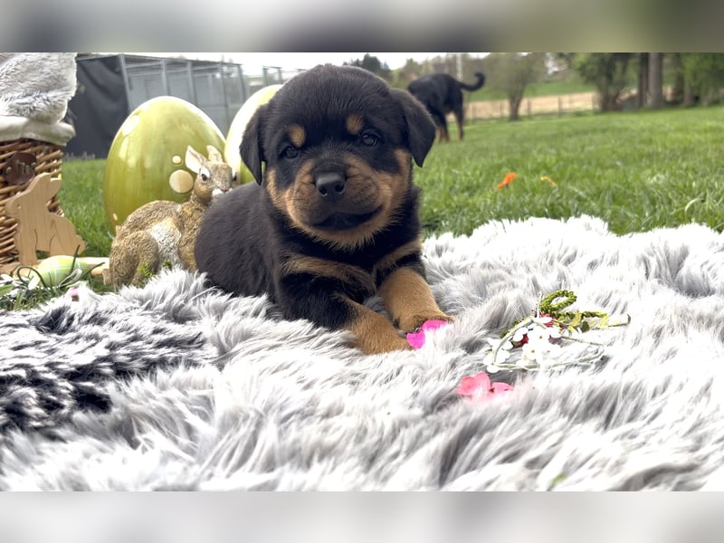 ADRK Rottweiler Welpen
