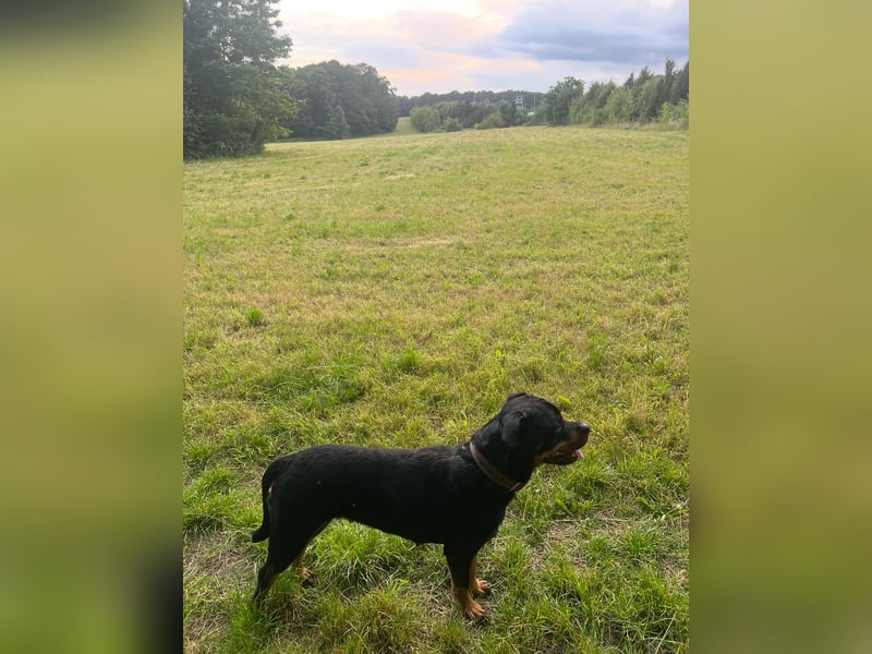 Zuckersüße Rottweiler Hündin sucht neues Zuhause mit liebevollen Menschen