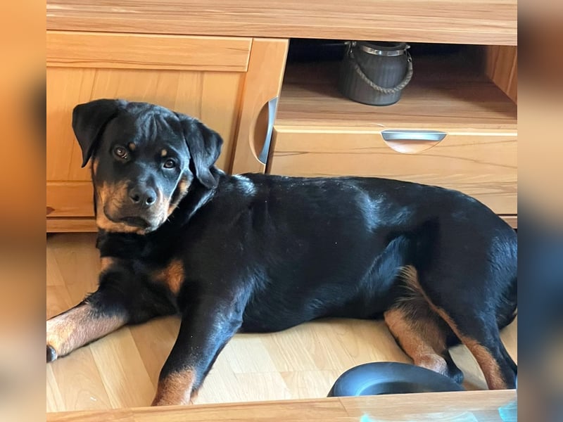 Zuckersüße Rottweiler Hündin sucht neues Zuhause mit liebevollen Menschen