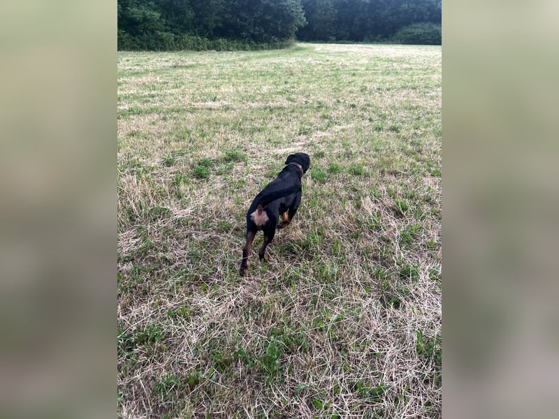 Zuckersüße Rottweiler Hündin sucht neues Zuhause mit liebevollen Menschen
