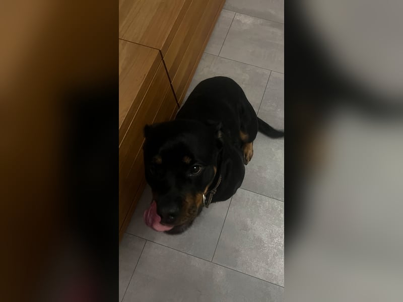 Zuckersüße Rottweiler Hündin sucht neues Zuhause mit liebevollen Menschen