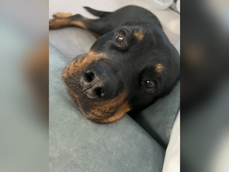 Zuckersüße Rottweiler Hündin sucht neues Zuhause mit liebevollen Menschen