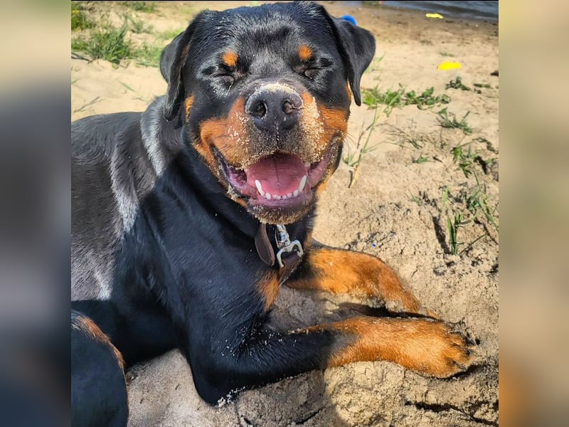 Rottweiler- Rottweiler/Labradormischlinge